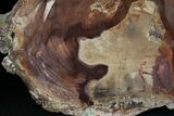 Petrified Wood Slab - Sweethome, Oregon #25894-1